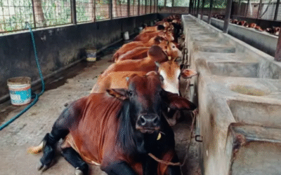 কোন পশু কত বছর বয়সে কোরবানি দেওয়া যাবে